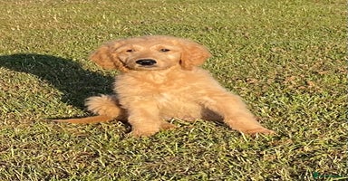 Goldendoodle dogs in Wooburn Green - Advert 4