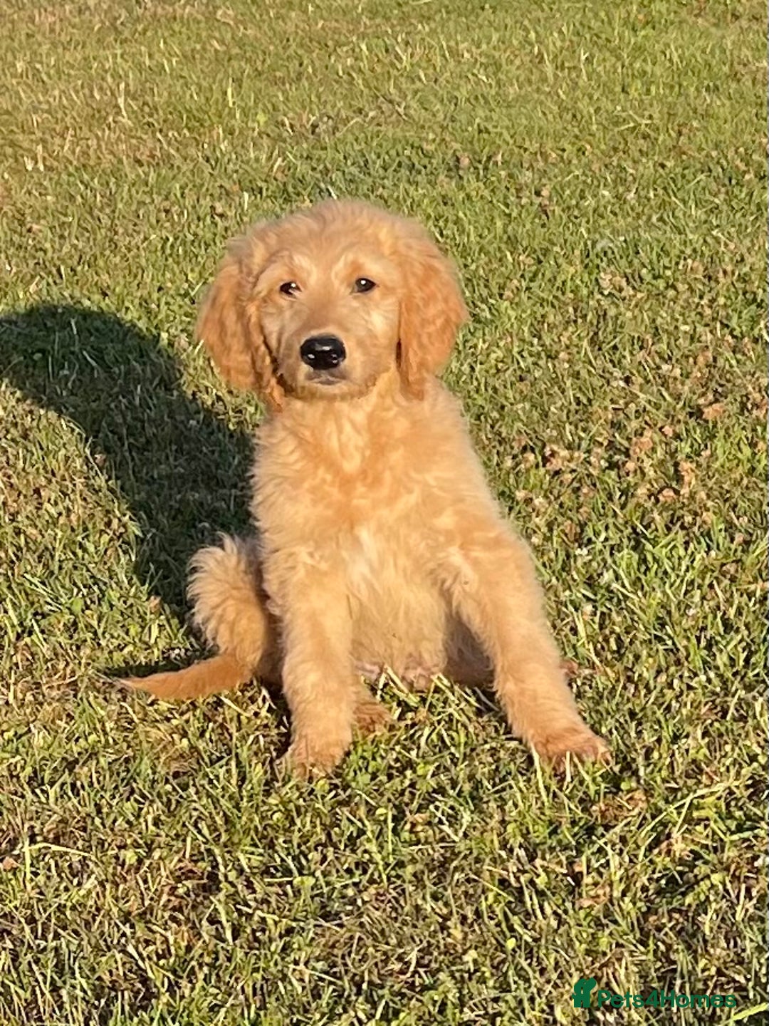 Goldendoodle dogs for sale: One little boy available F1 he’s chilled in Wooburn Green - Image 3