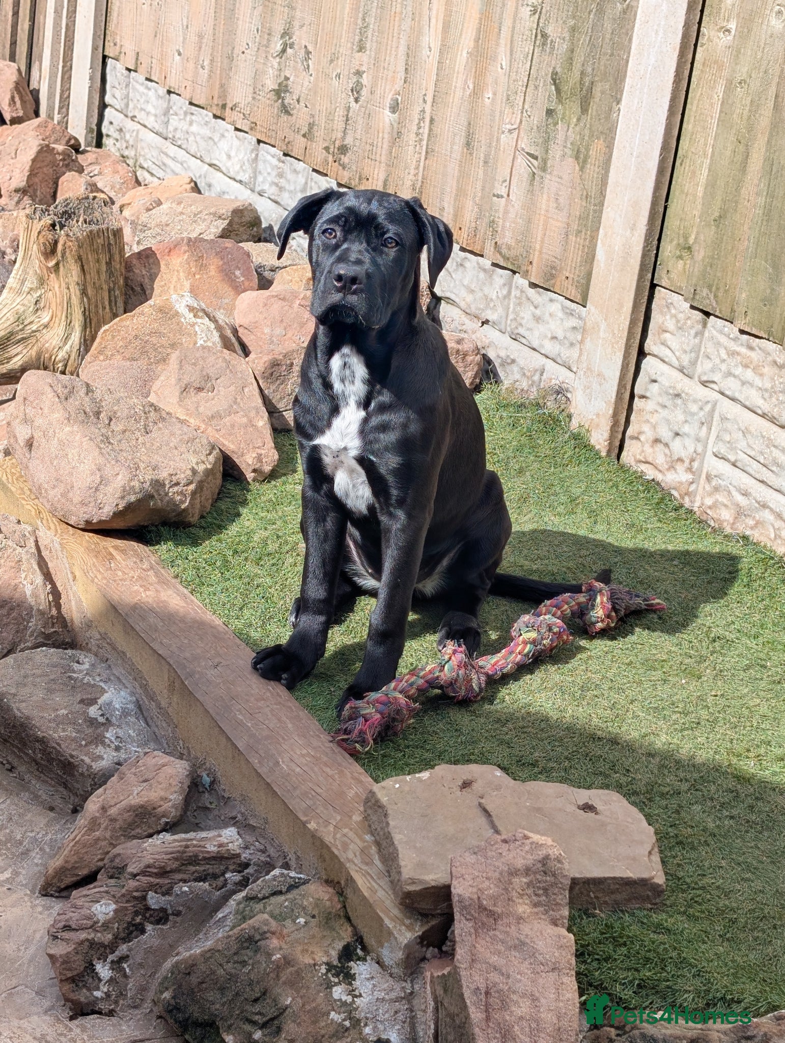 Cane Corso dogs Female cane corso puppy Ready to leave now - Advert 12