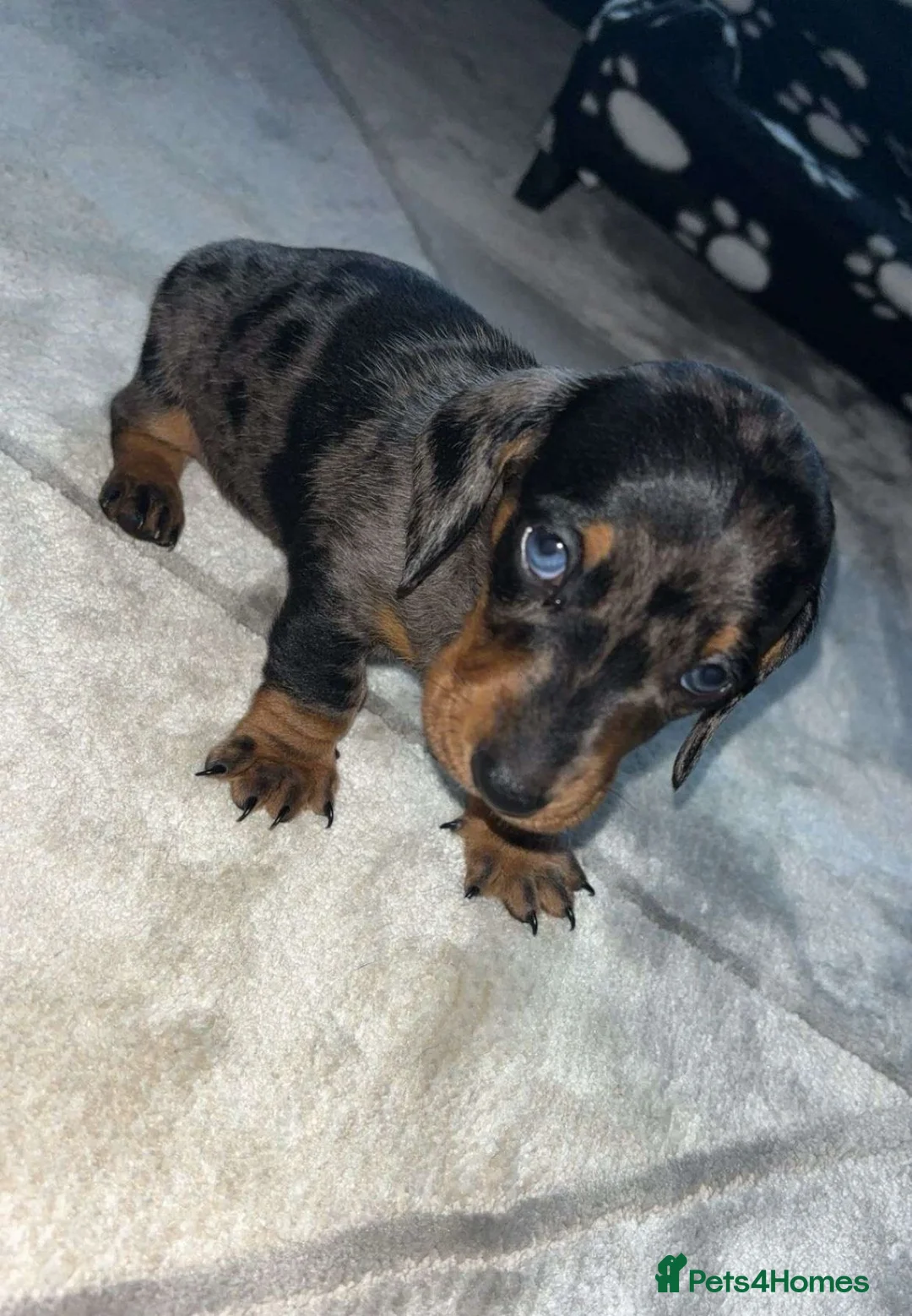 Miniature Dachshund dogs for stud: Miniature dapple (blue eyes) dachshund for stud in Stockton-on-Tees - Advert 9