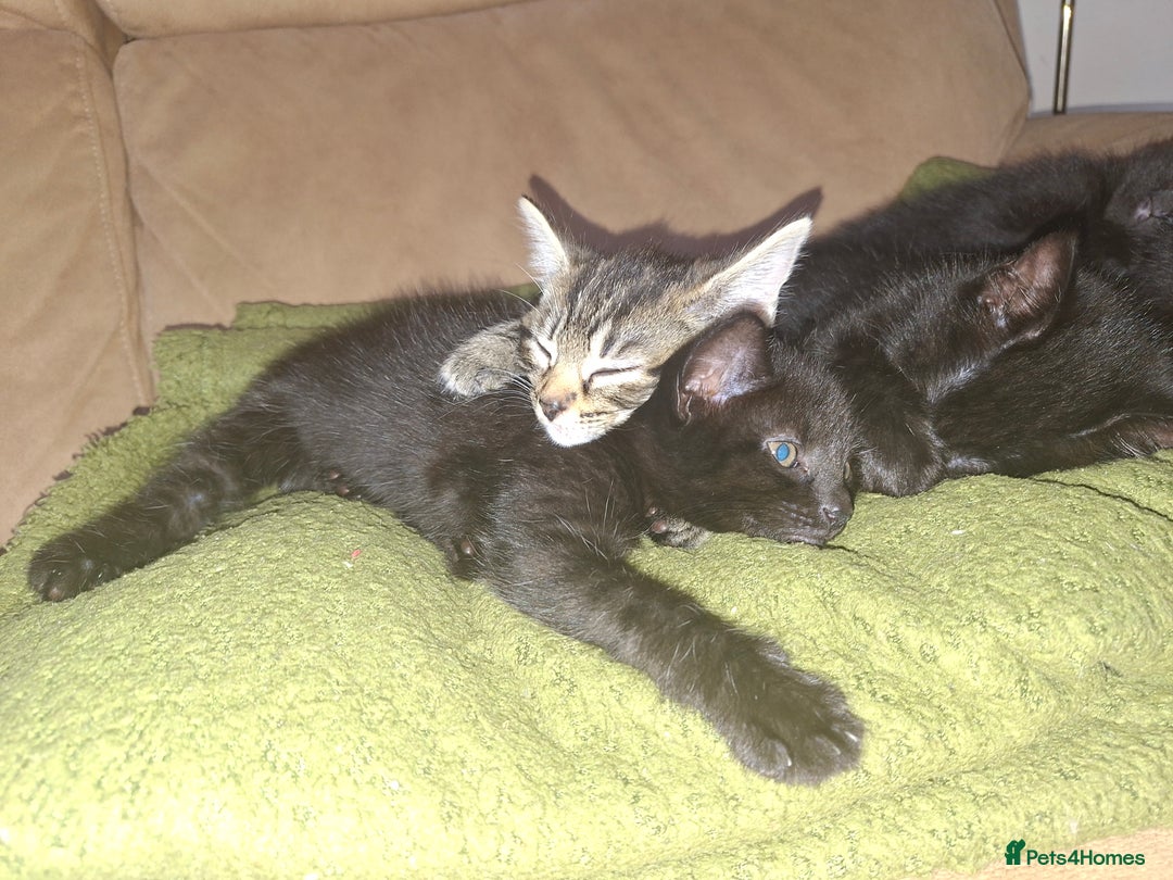 Mixed Breed cats for sale: 5 beautiful kittens looking for their forever home - Image 4