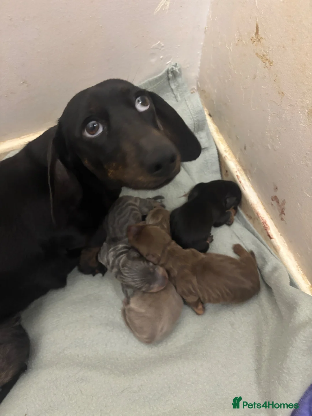 Dachshund dogs for sale: Mini dachshund boys available  - Advert 10