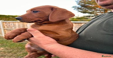 Labrador Retriever dogs - Advert 3