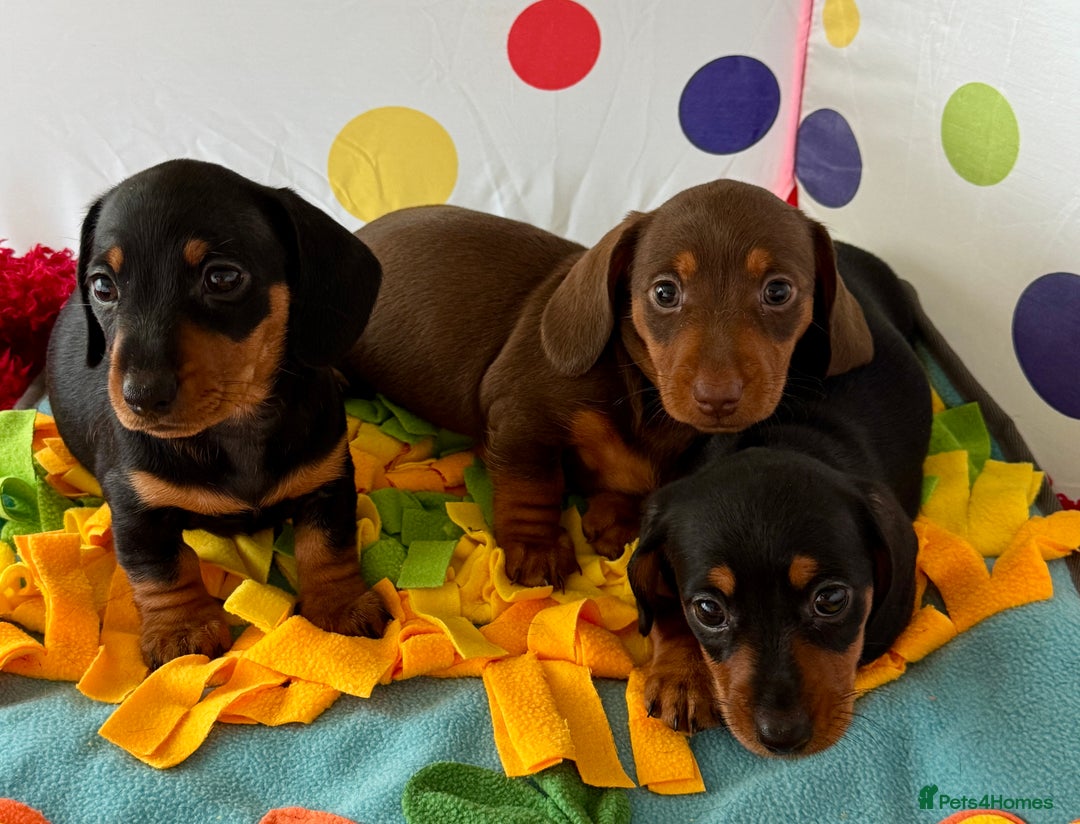 Dachshund dogs for sale: Mini dachshund puppies, PRA clear, health tested - Advert 14