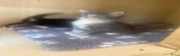 Maine Coon cats for sale: Mainecoon Kittens  - Advert 16