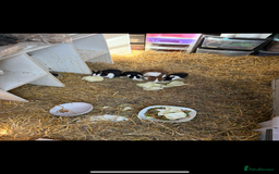 Dutch rabbits for sale: Dutch baby rabbits  - Image 1