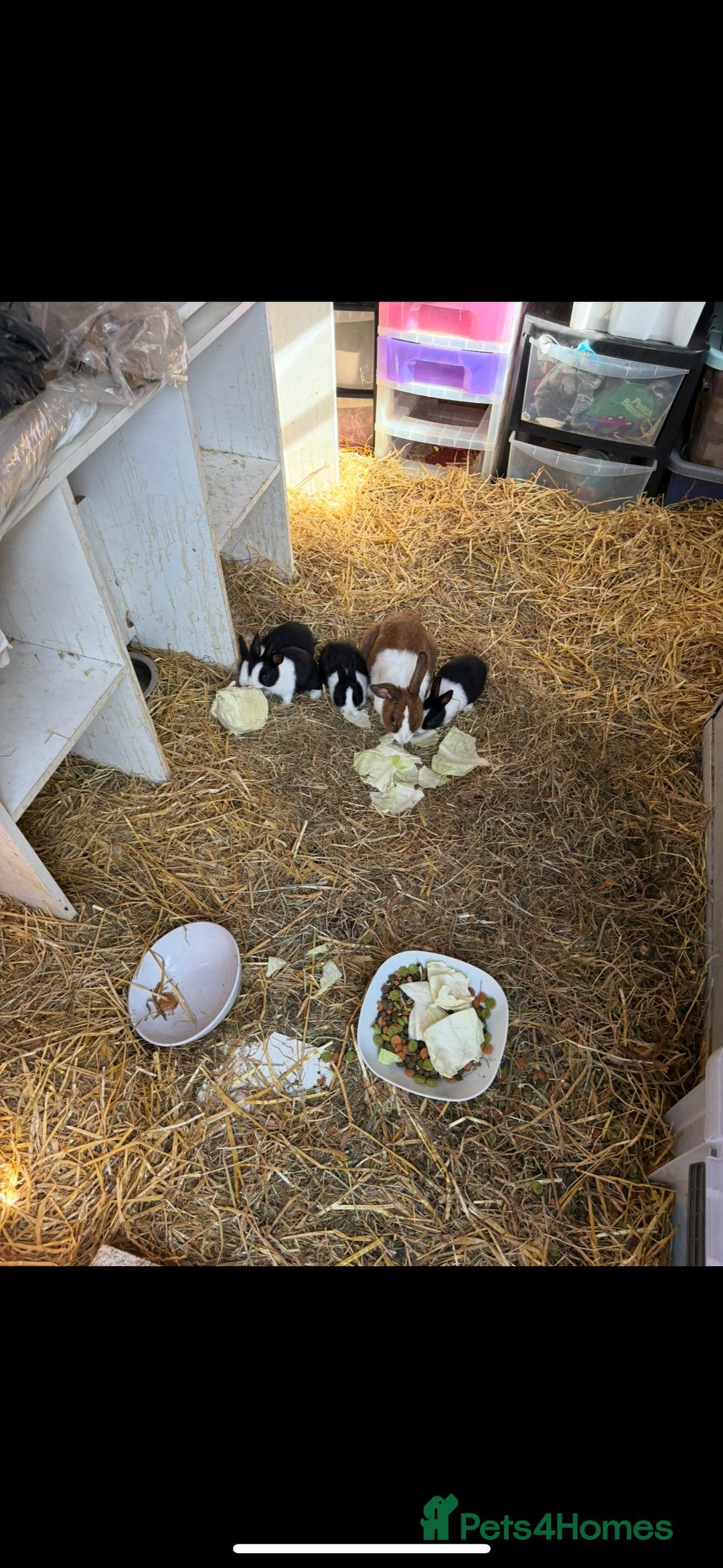 Dutch rabbits for sale: Dutch baby rabbits  - Image 1