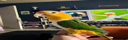 Parrots birds for sale: White bellied caique - Advert 4