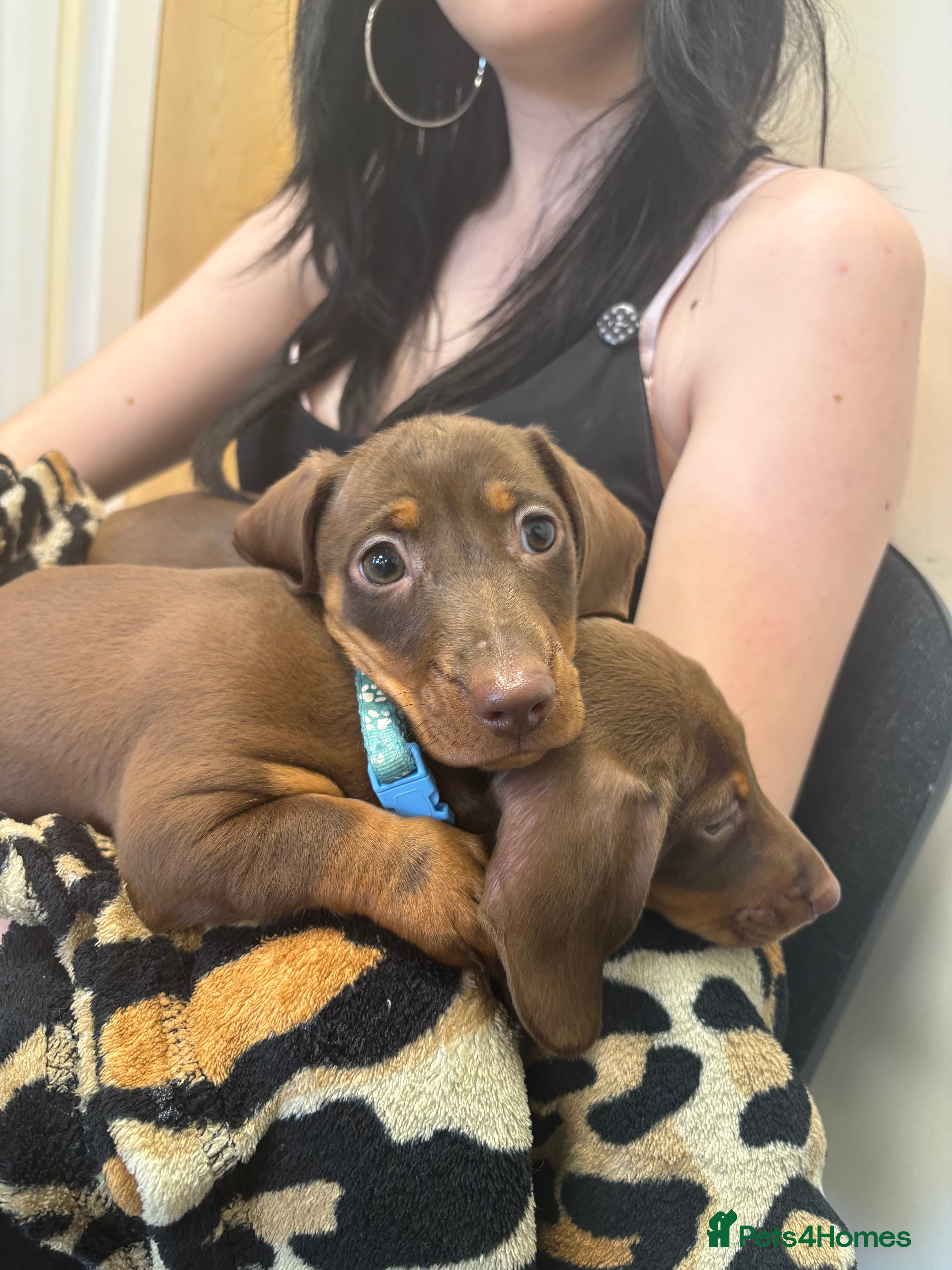 Miniature Dachshund dogs TWO BOYS LEFT Chocolate Mini Dacshunds London/Kent - Advert 15