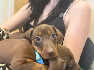 Miniature Dachshund dogs TWO BOYS LEFT Chocolate Mini Dacshunds London/Kent - Advert 10