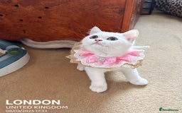 British Shorthair cats for sale: British shorthair last girl (price negotiable) - Image 3