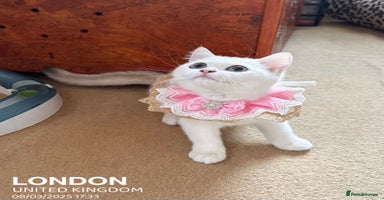 British Shorthair cats - Advert 10