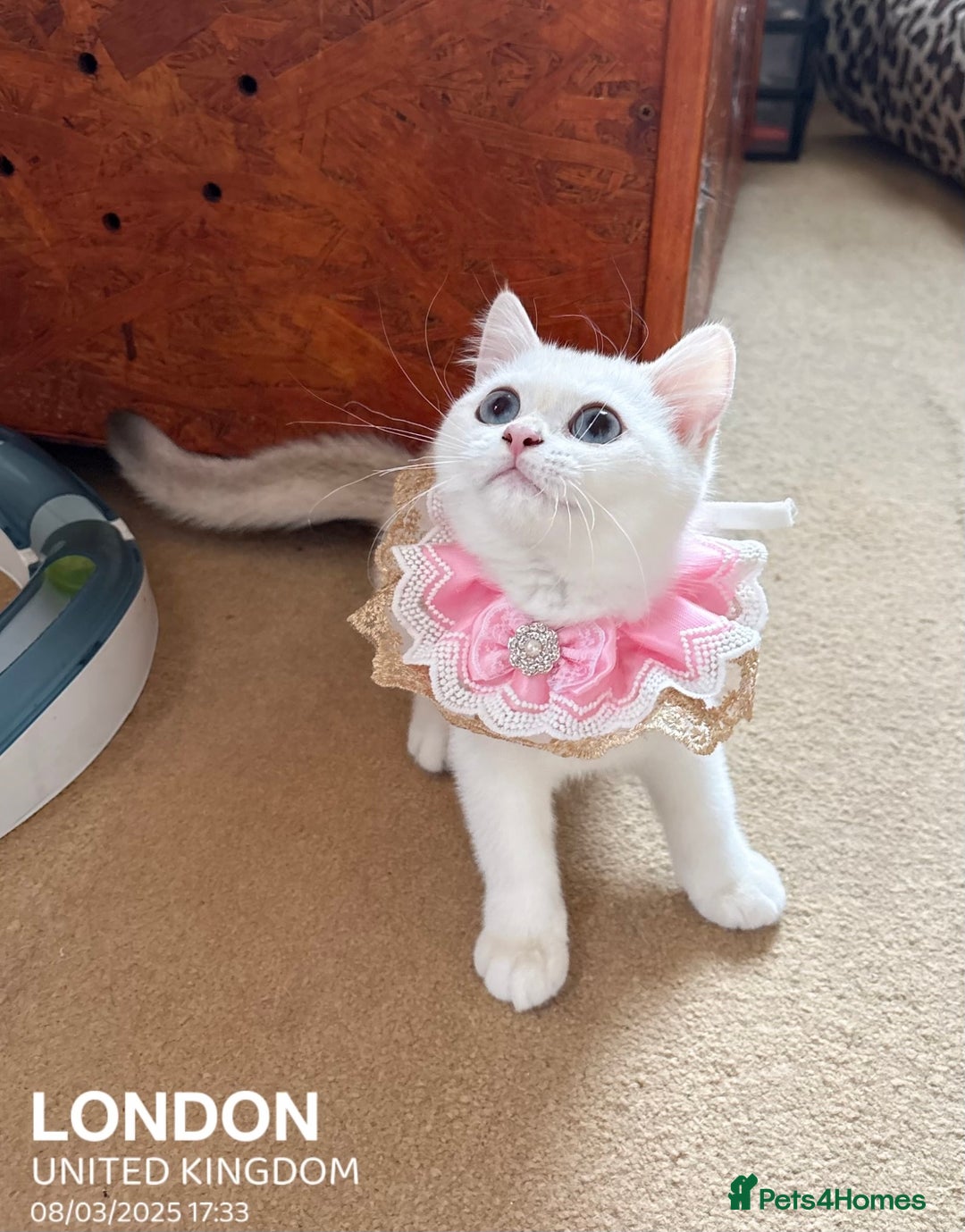 British Shorthair cats for sale: British shorthair last girl (price negotiable) - Image 3