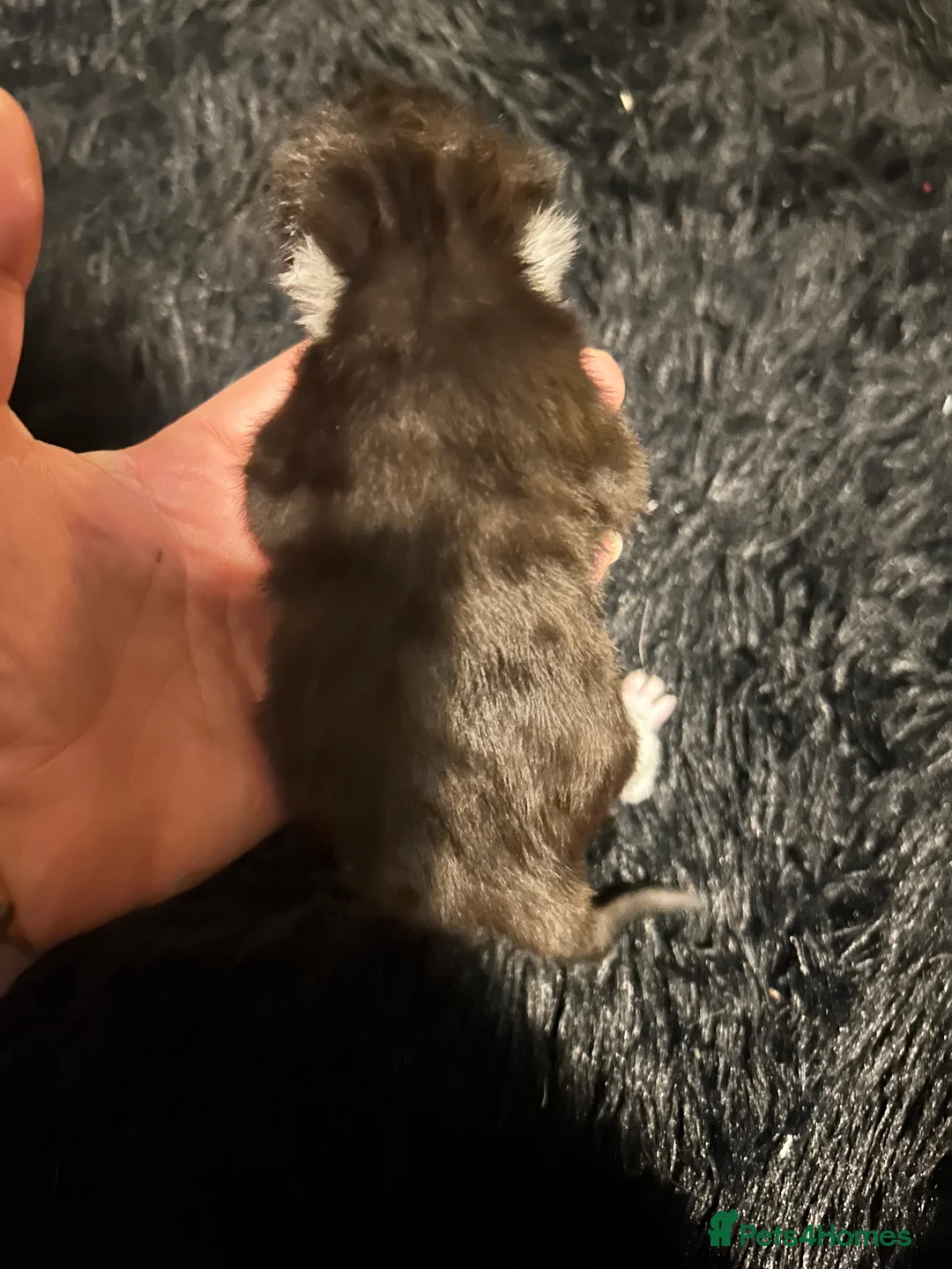 British Shorthair cats for sale: 3 black and white kittens  - Advert 6