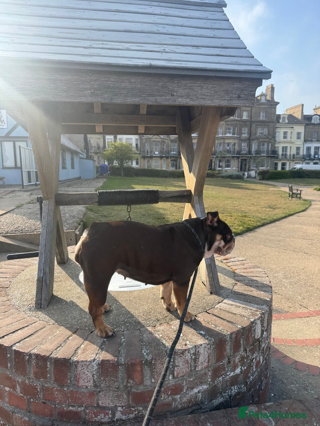 English Bulldog dogs for sale: Looking for my new home - Advert 11