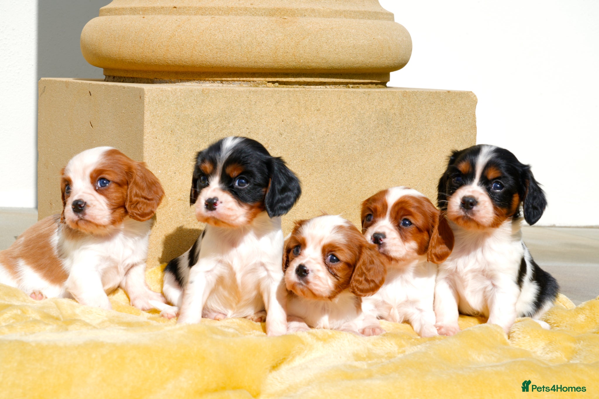 Cavalier King Charles Spaniel dogs ⭐️ Cavalier King Charles puppies ⭐️  - Advert 1