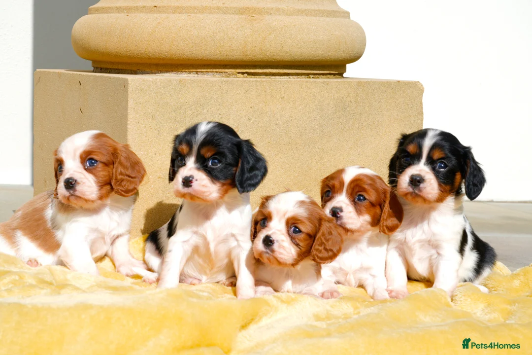 Cavalier King Charles Spaniel dogs for sale: ⭐️ Cavalier King Charles puppies ⭐️  - Advert 1