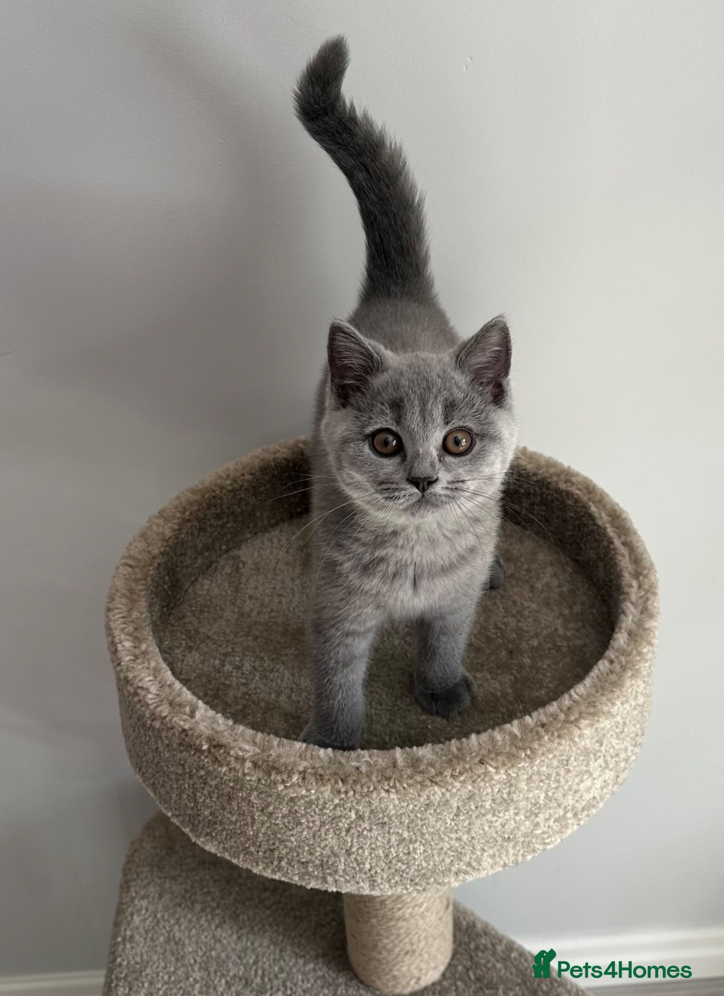 British Shorthair cats Pedigree British Blue Female Available next week   - Advert 1