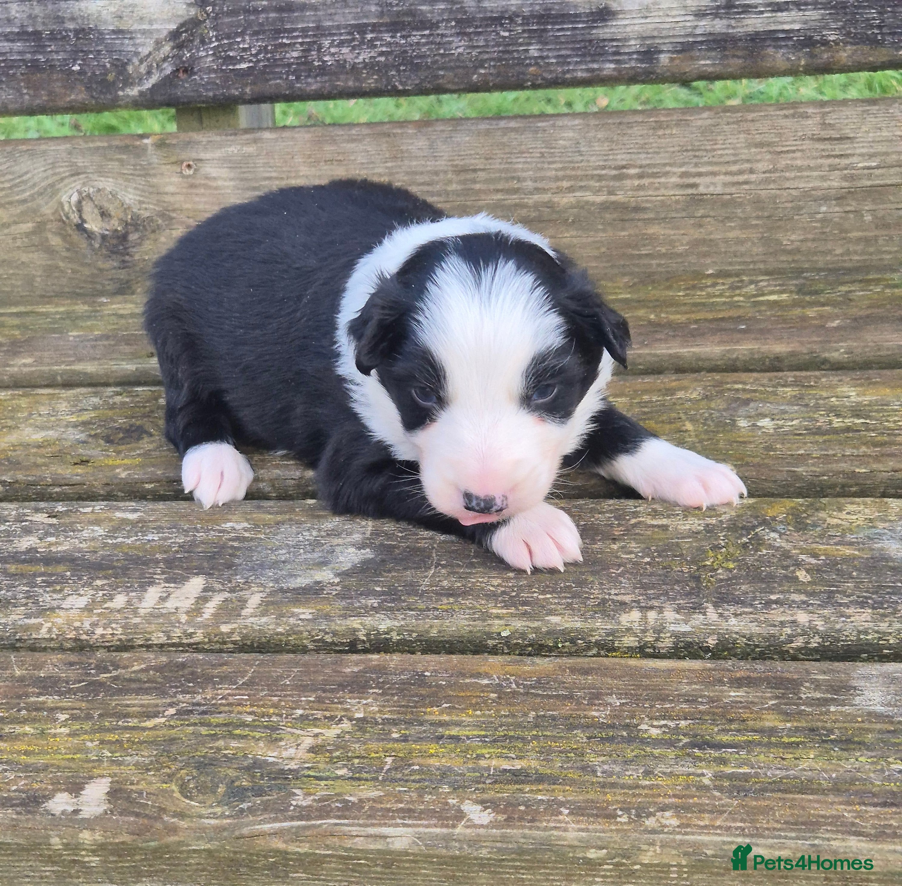 Border Collie dogs Border Collie Puppies - Advert 3