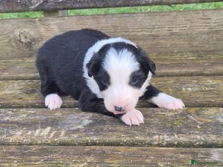 Border Collie dogs Border Collie Puppies - Advert 3