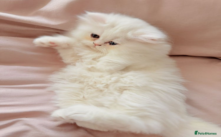 Persian cats - Advert 5