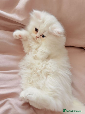 Persian cats - Advert 2