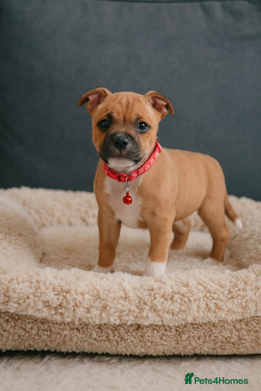Staffordshire Bull Terrier dogs for sale: RED & WHITE SHORT & STOCKY TYPE PUPS AVAILABLE  - Advert 1
