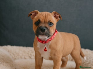 Staffordshire Bull Terrier dogs RED & WHITE SHORT & STOCKY TYPE PUPS AVAILABLE - Advert 1