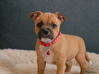 Staffordshire Bull Terrier dogs RED & WHITE SHORT & STOCKY TYPE PUPS AVAILABLE - Advert 6