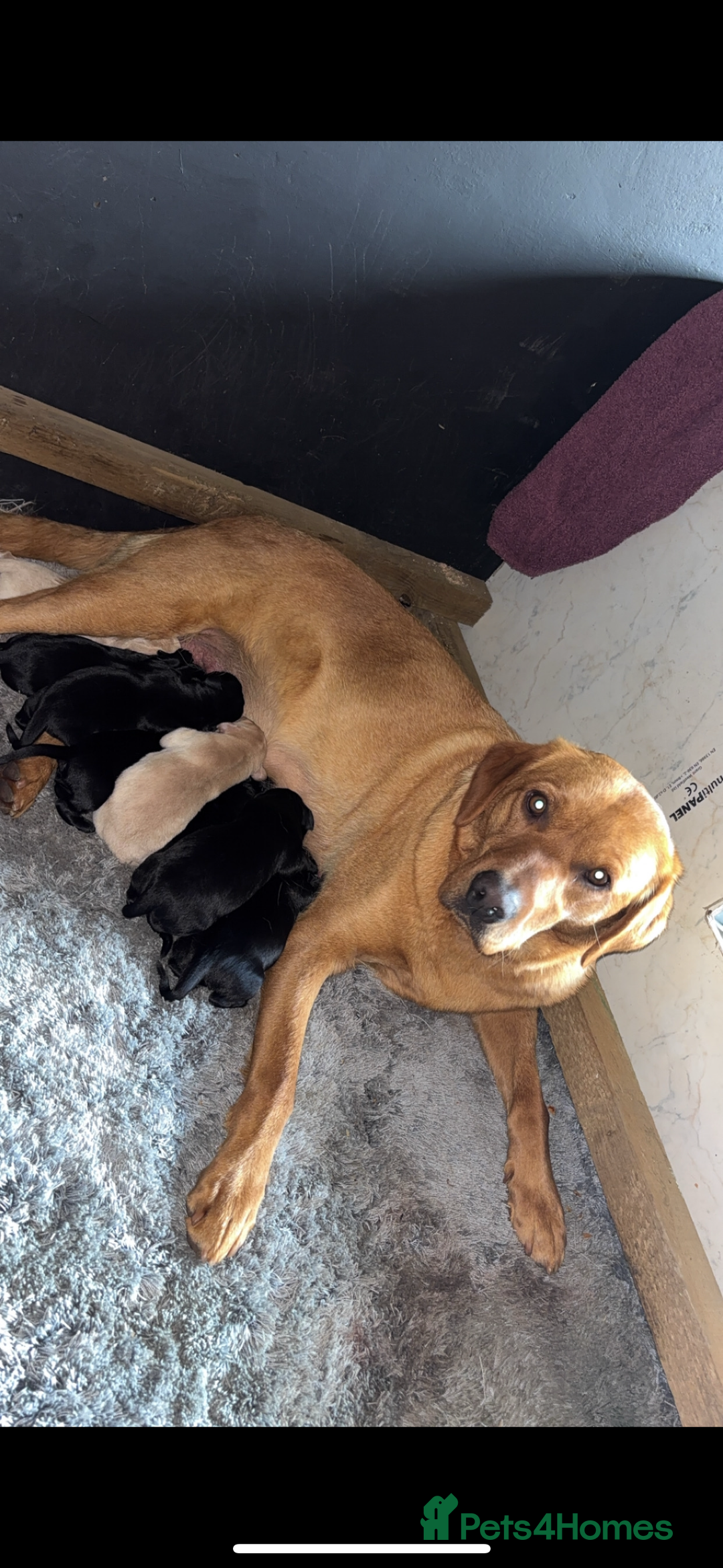 Labrador Retriever dogs for sale: Labrador puppy looking for his forever home  - Image 3