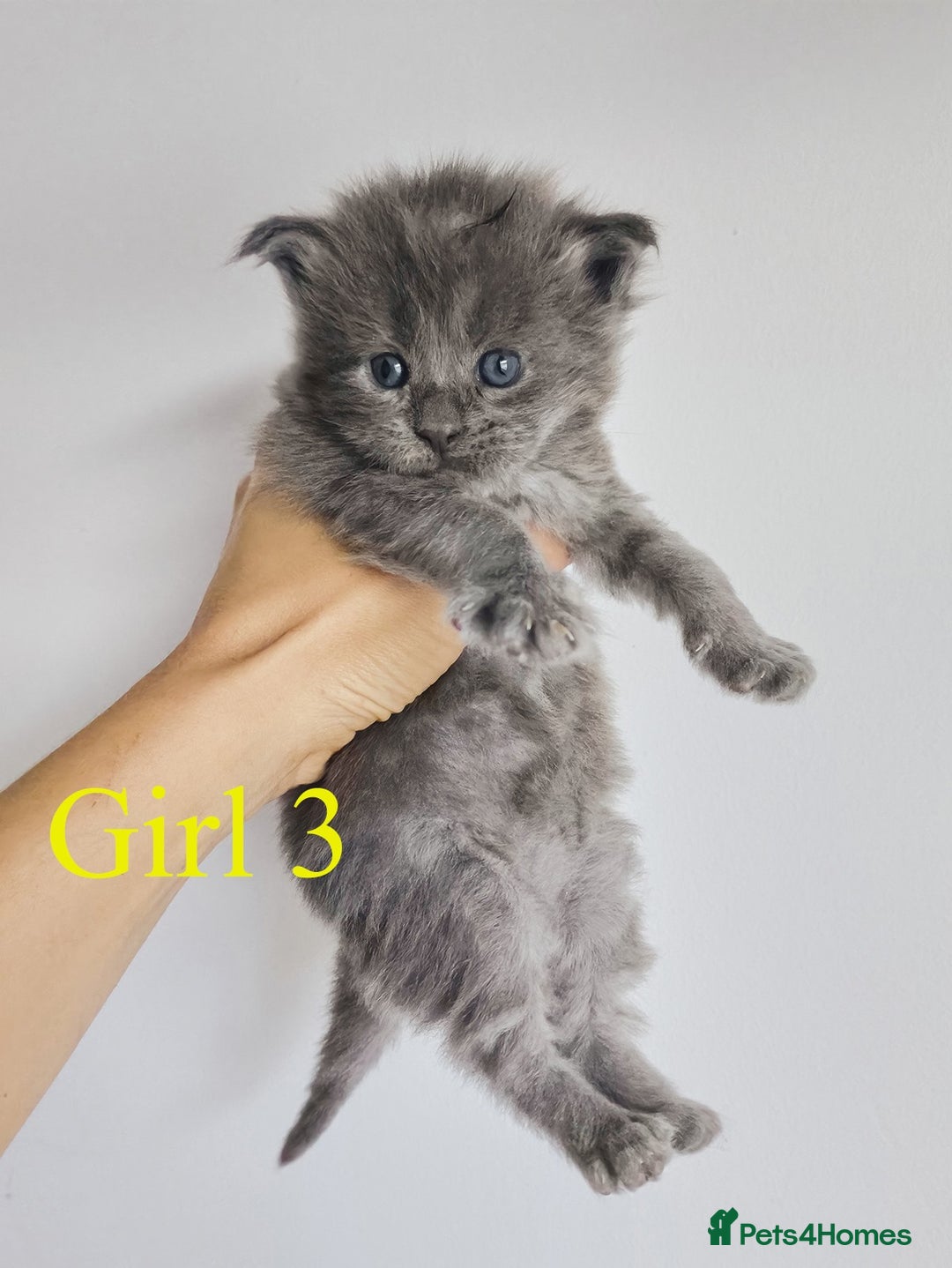 Maine Coon cats for sale: Blue Maine coon kittens - DNA health tested - Image 12