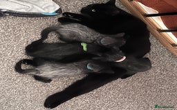 Mixed Breed cats for sale: 2 kittens looking for their fur-ever families  - Image 7