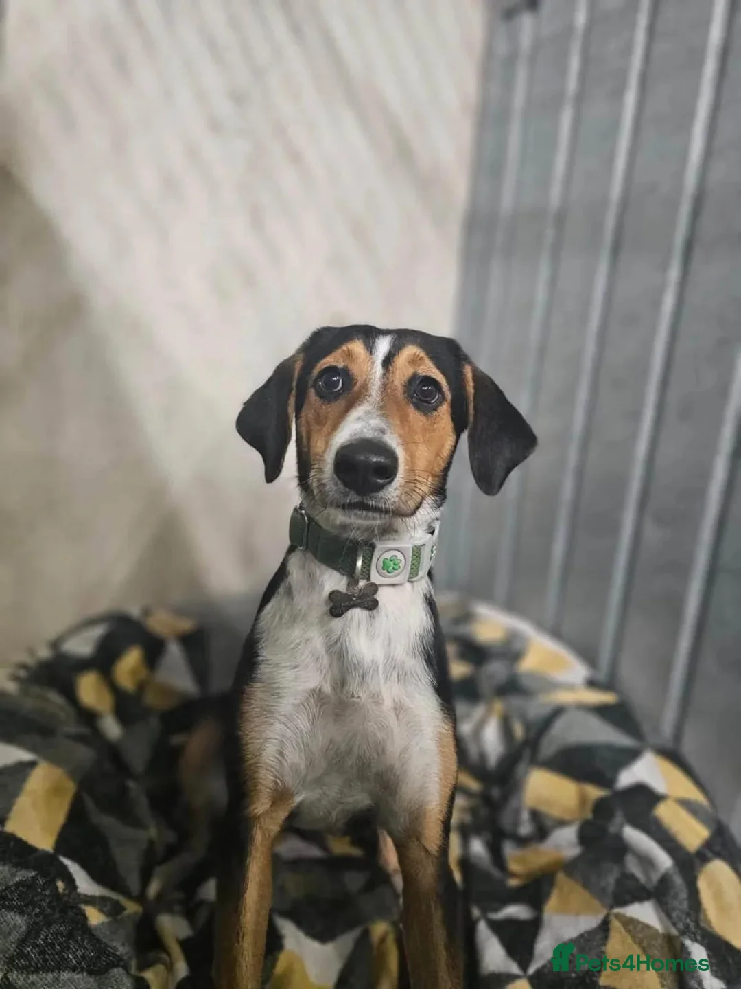 Mixed Breed dogs for adoption: Dotty - Advert 2
