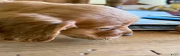 Cocker Spaniel dogs for sale: Ms Jacky Wallbridge  - Advert 11