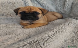Bullmastiff dogs for sale: K.c registered Bullmastiff puppies  - Image 18