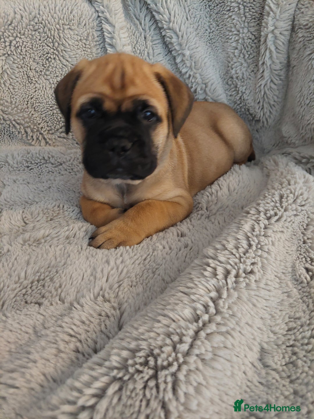 Bullmastiff dogs for sale: K.c registered Bullmastiff puppies  - Image 18