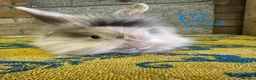 Lionhead rabbits for sale: Lionhead Rabbits For Sale  - Advert 3