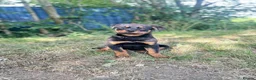Rottweiler dogs for sale: Last Boy Rottweiler Puppy For Sale - Advert 7