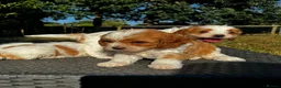 Cavapoo dogs for sale: Cavapoo’s extensively health tested rare colours  - Advert 17