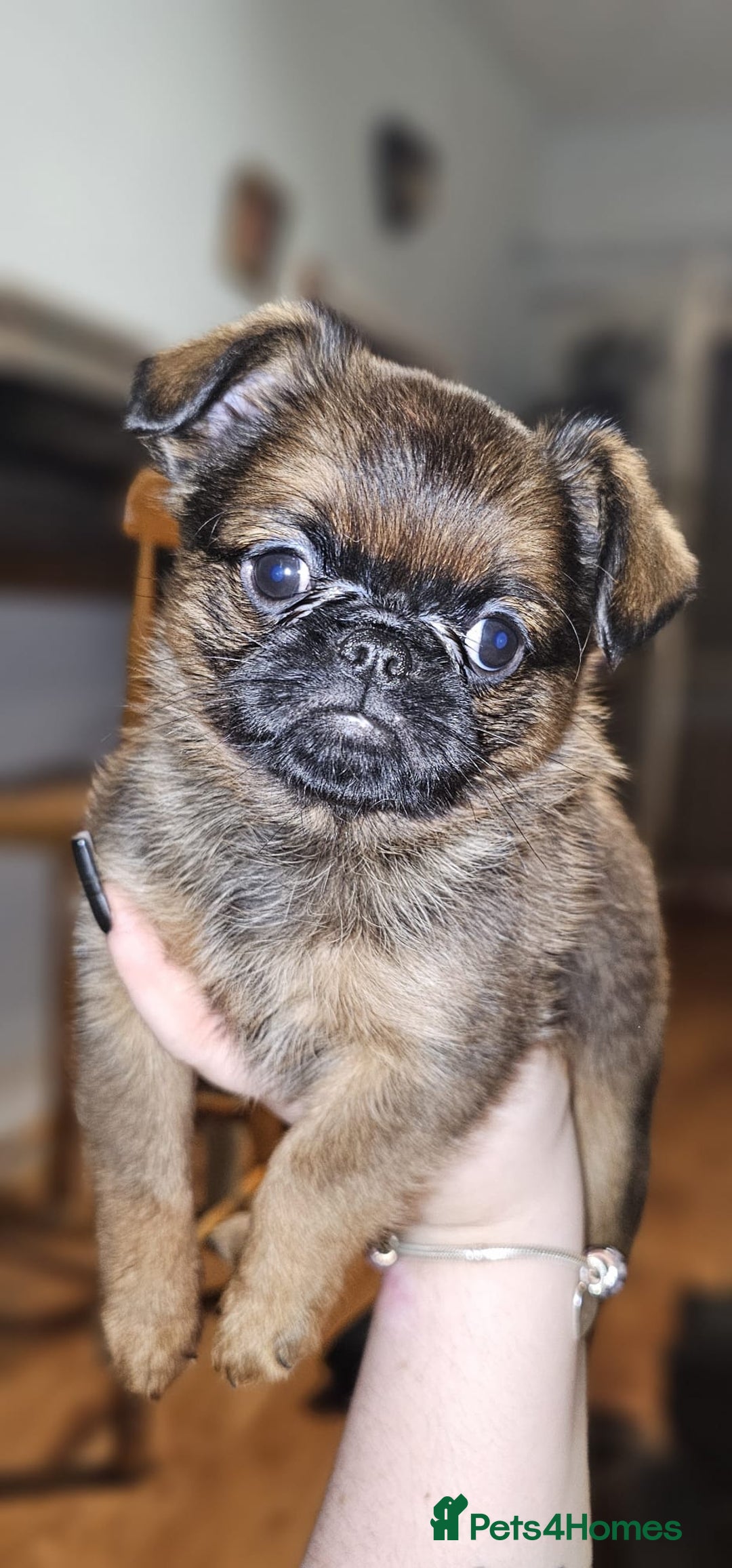 Griffon Bruxellois dogs for sale: Stunning Smooth Pedigree Griffons - Advert 1