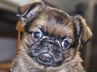 Griffon Bruxellois dogs Stunning Smooth Pedigree Griffons - Advert 1