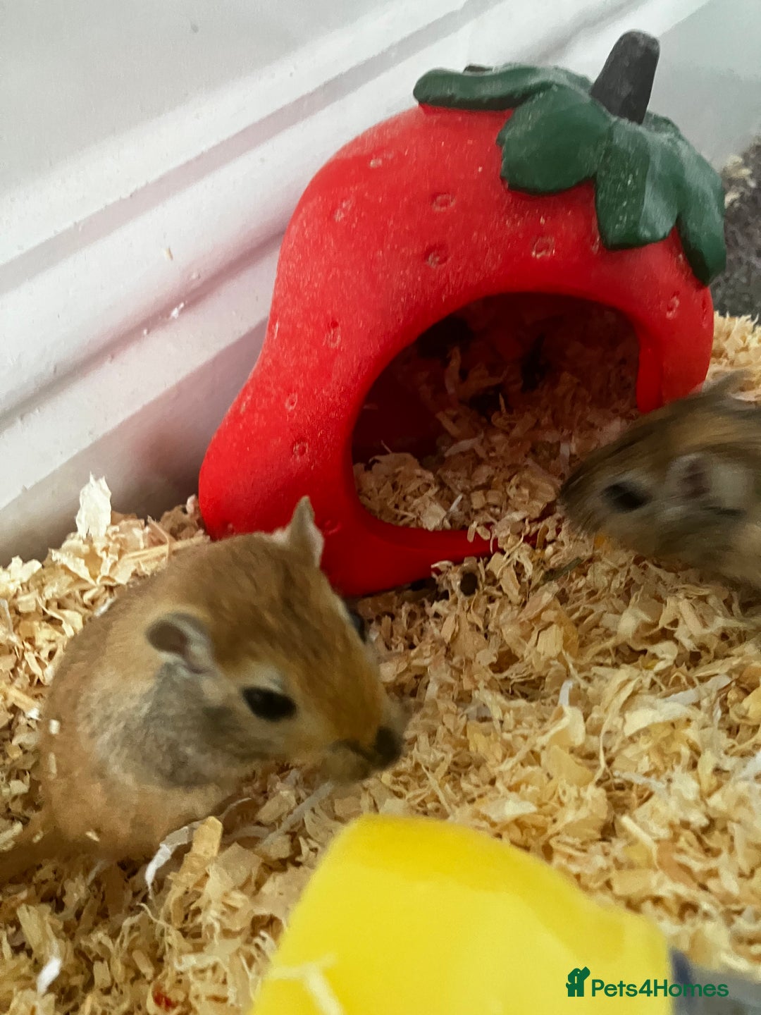 Gerbil rodents for sale: 2 female gerbils by blood sisters  - Advert 15
