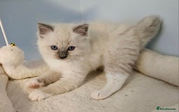 Ragdoll cats for sale: Stunning Ragdoll kittens  - Image 8