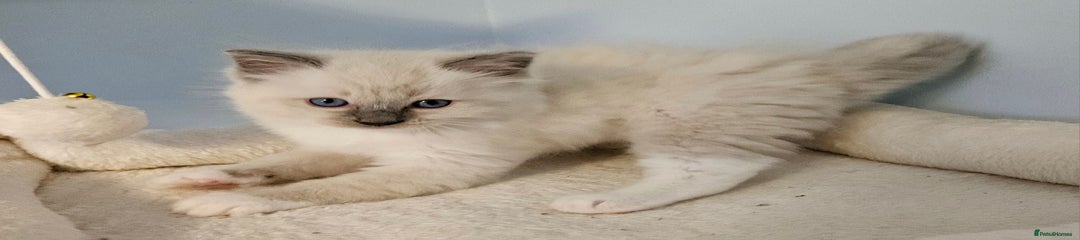 Ragdoll Kitten 1