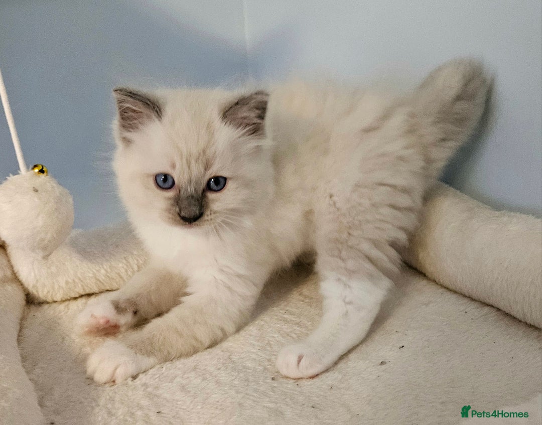 Ragdoll cats for sale: Stunning Ragdoll kittens  - Image 8