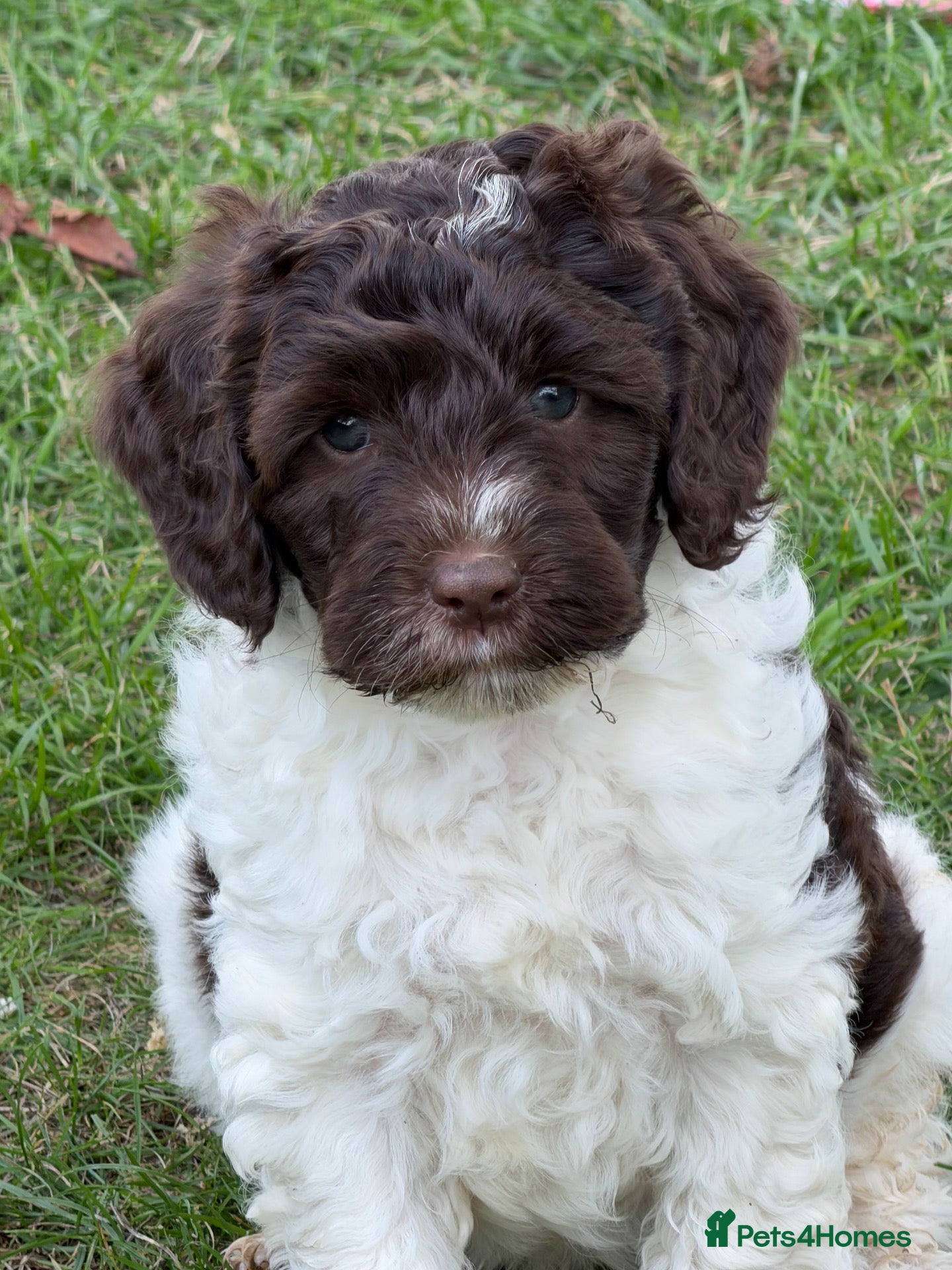 Cockapoo dogs F1b Cockapoos 5⭐️ Licensed Breeder Full DNA Clear - Advert 1