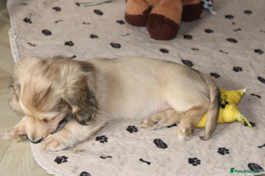 Miniature Dachshund dogs for sale: Cream dapple girl  - Advert 4