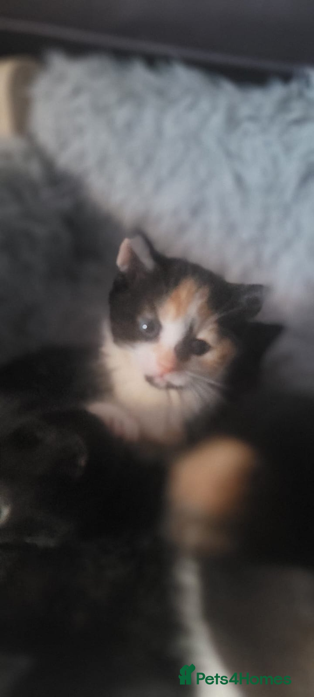 Mixed Breed cats for sale: Beautiful kittens needing loving homes - Image 25