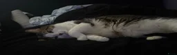Mixed Breed cats for sale: Two male adult cats for sale  - Advert 4