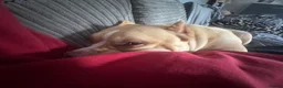 American Bully dogs for sale: Forever home wanted American Pocket Bully ❤️ in Manchester - Advert 8